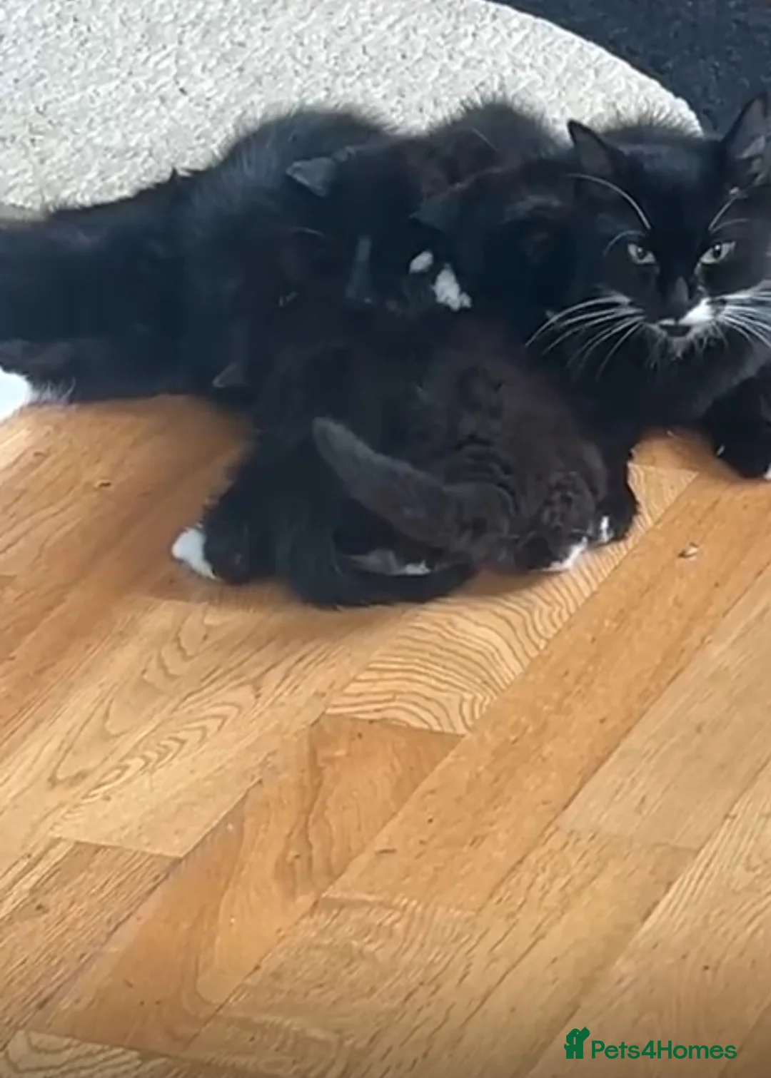 Turkish Van cats for sale: Kittens turkish Van  - Advert 5