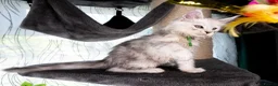 Maine Coon cats for sale: STUNNING PEDIGREE MAINE COON KITTENS - Advert 22