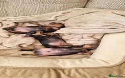 Miniature Pinscher dogs for sale: Pinscher miniatures  - Image 3