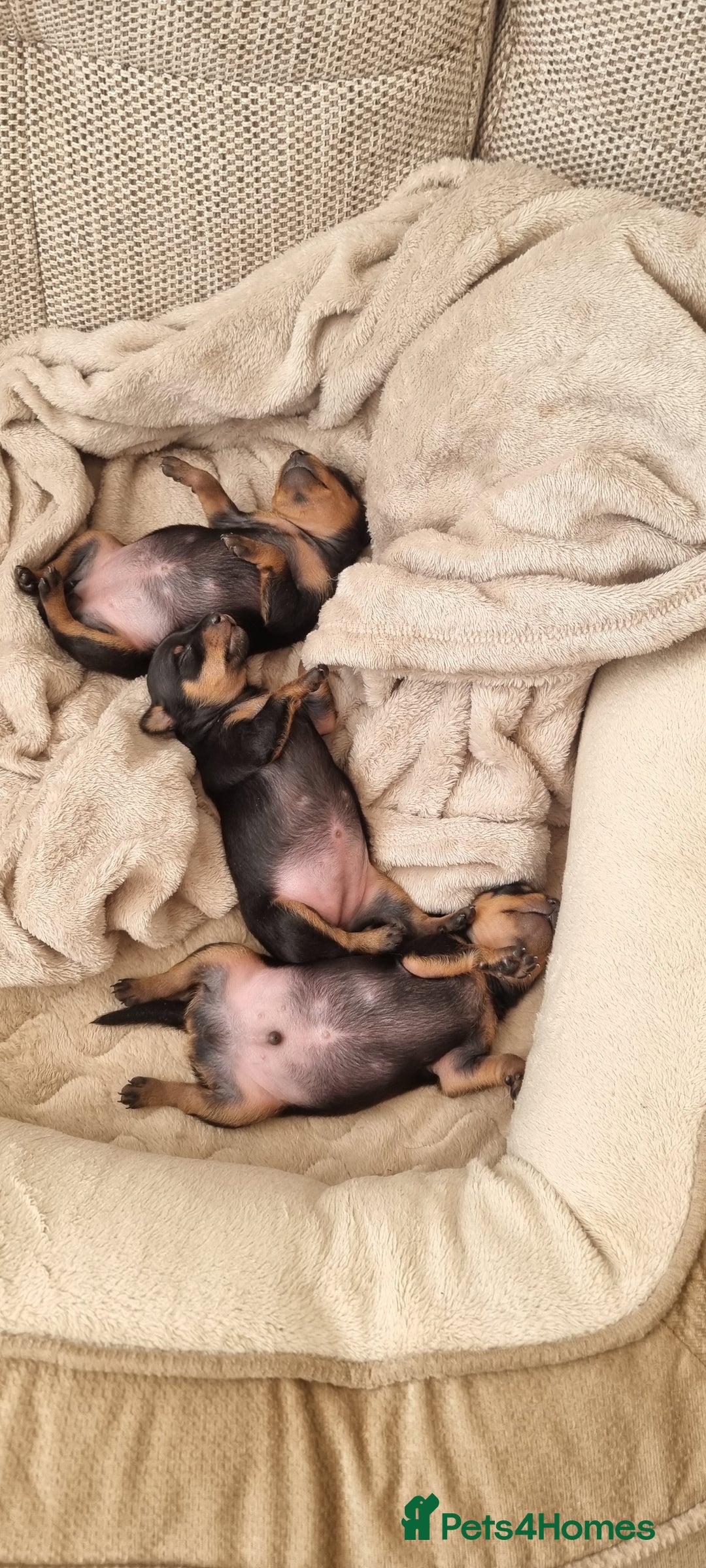 Miniature Pinscher dogs for sale: Pinscher miniatures  - Image 3