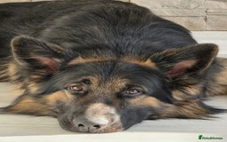 German Shepherd dogs for sale: 11 Cute German Shepherds!  - Image 15