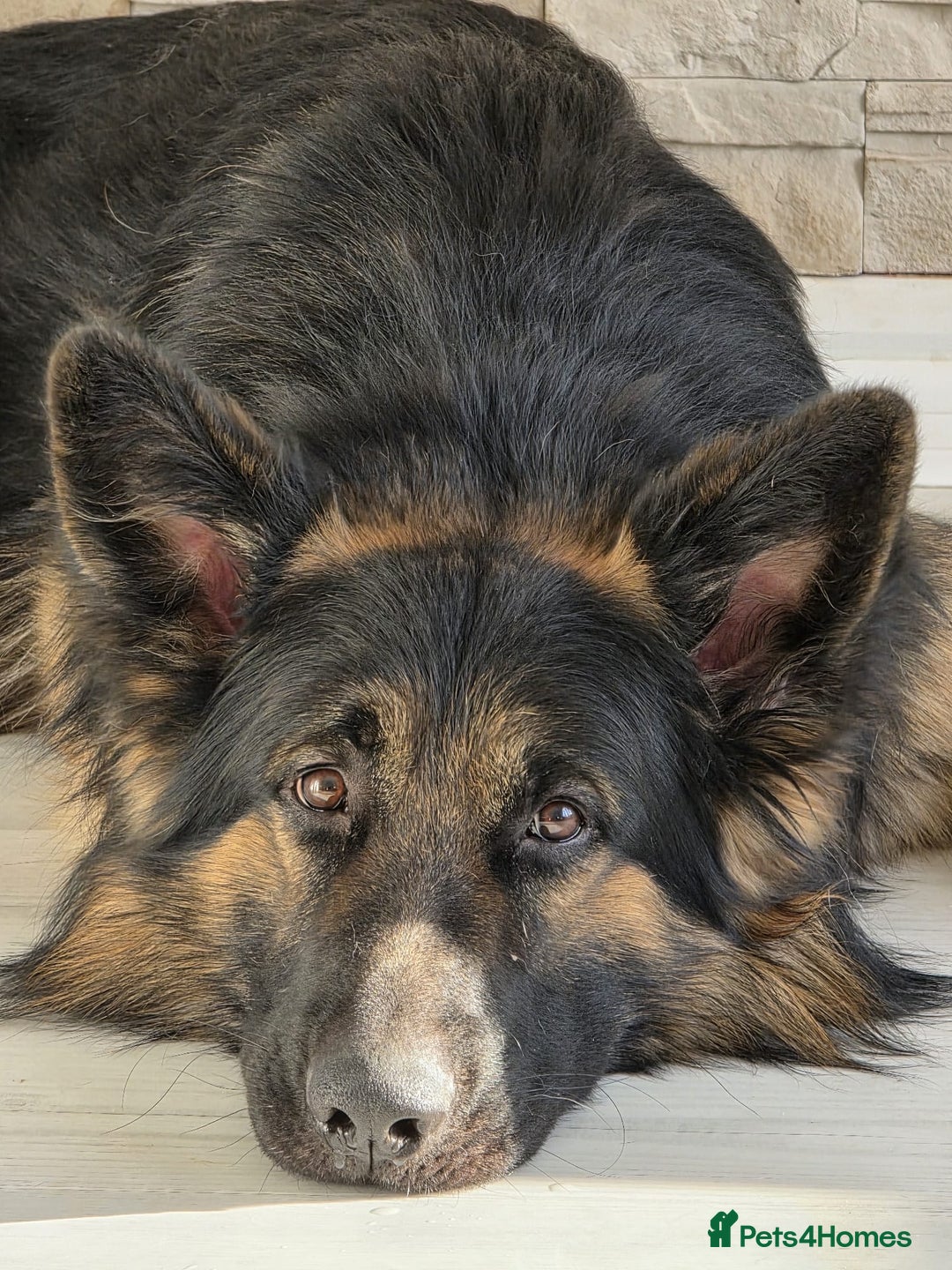 German Shepherd dogs for sale: 11 Cute German Shepherds!  - Image 15