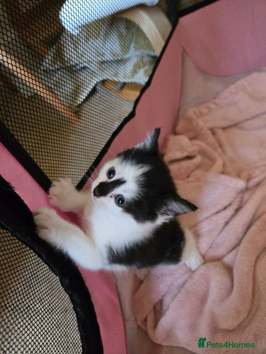 Mixed Breed cats for sale: Black and white girls  - Advert 2