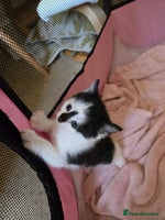 Mixed Breed cats Black and white girls - Advert 8