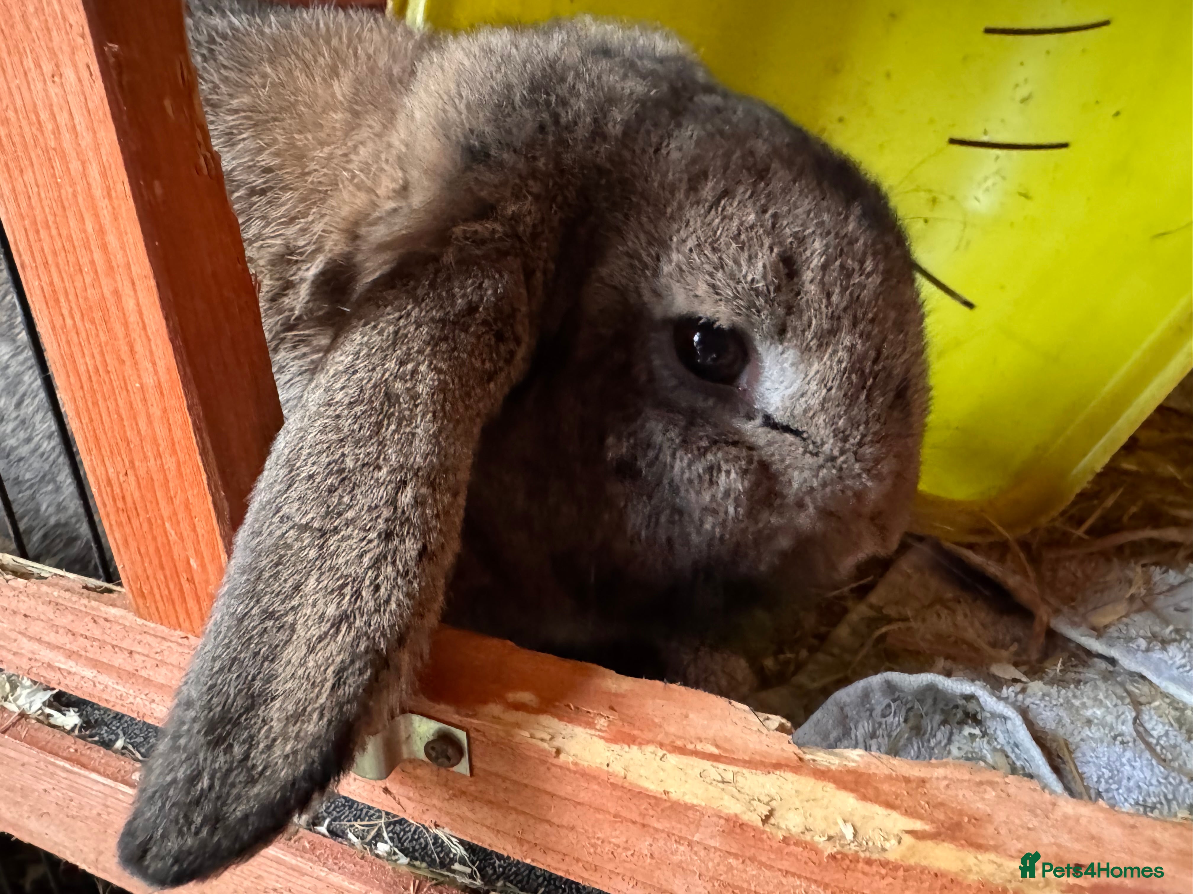 Mixed Breed rabbits Male rabbit needs a new home  - Advert 1