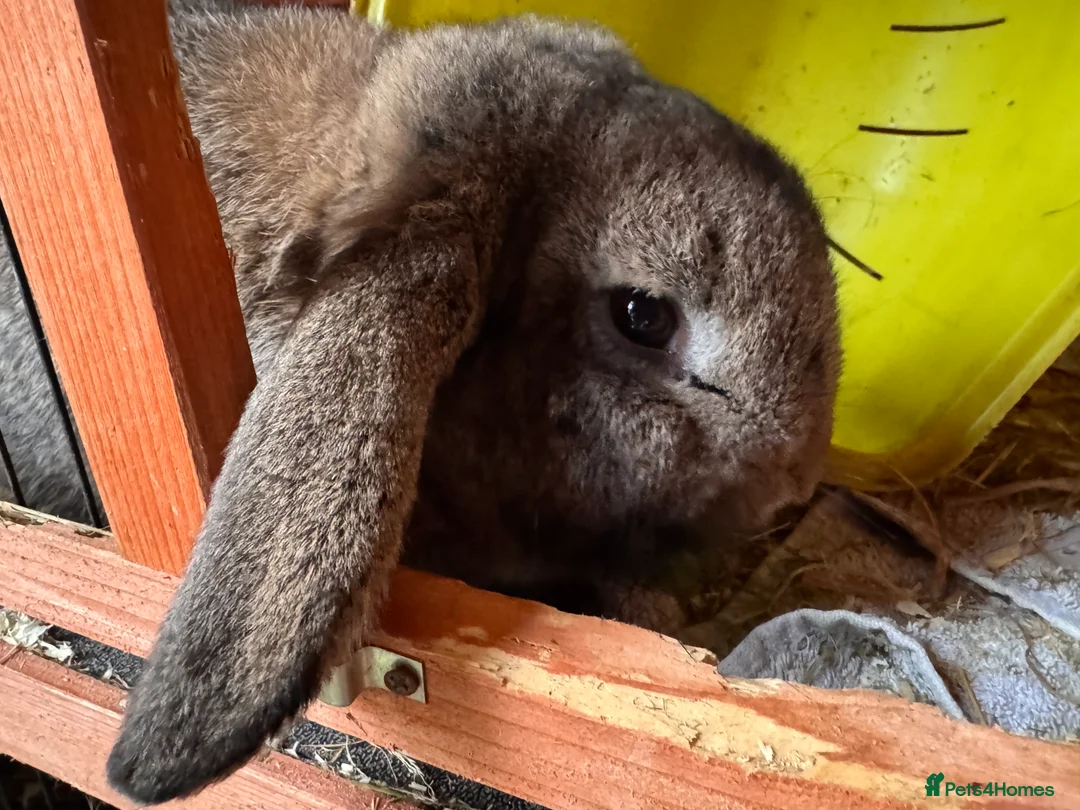 Mixed Breed rabbits for sale: Male rabbit needs a new home  - Advert 1