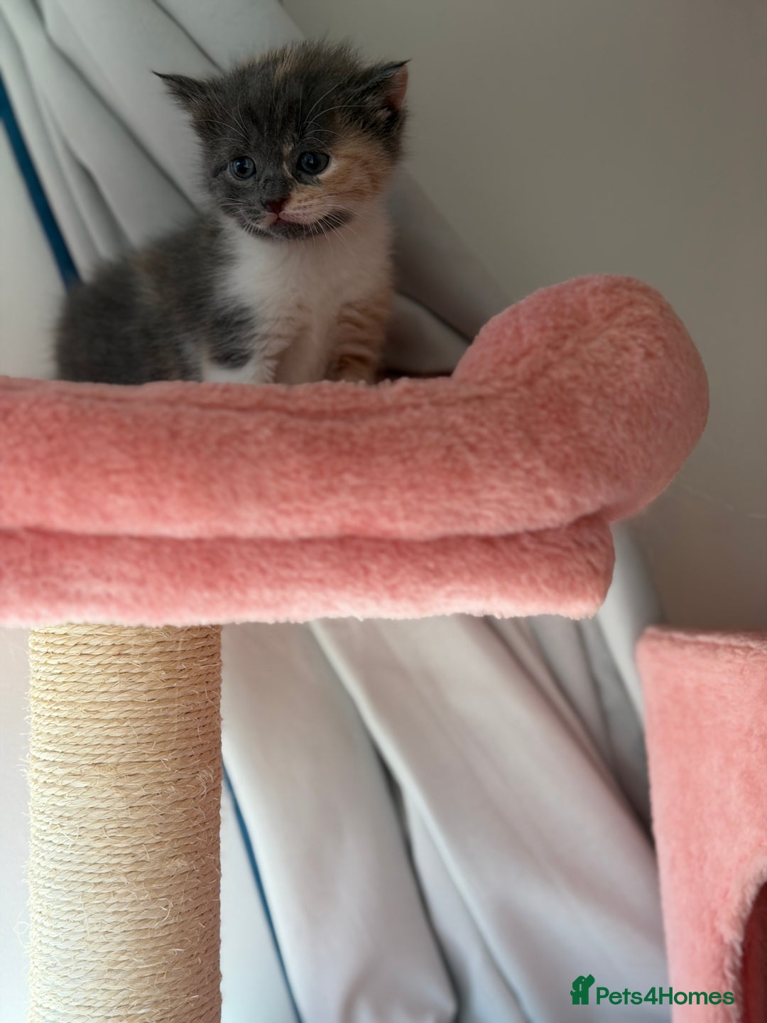 British Shorthair cats for sale: Looking for new home!!! - Advert 2