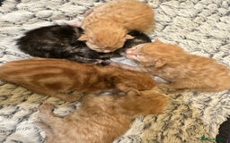 Maine Coon cats for sale: Gorgeous Maine coone kittens  - Image 9