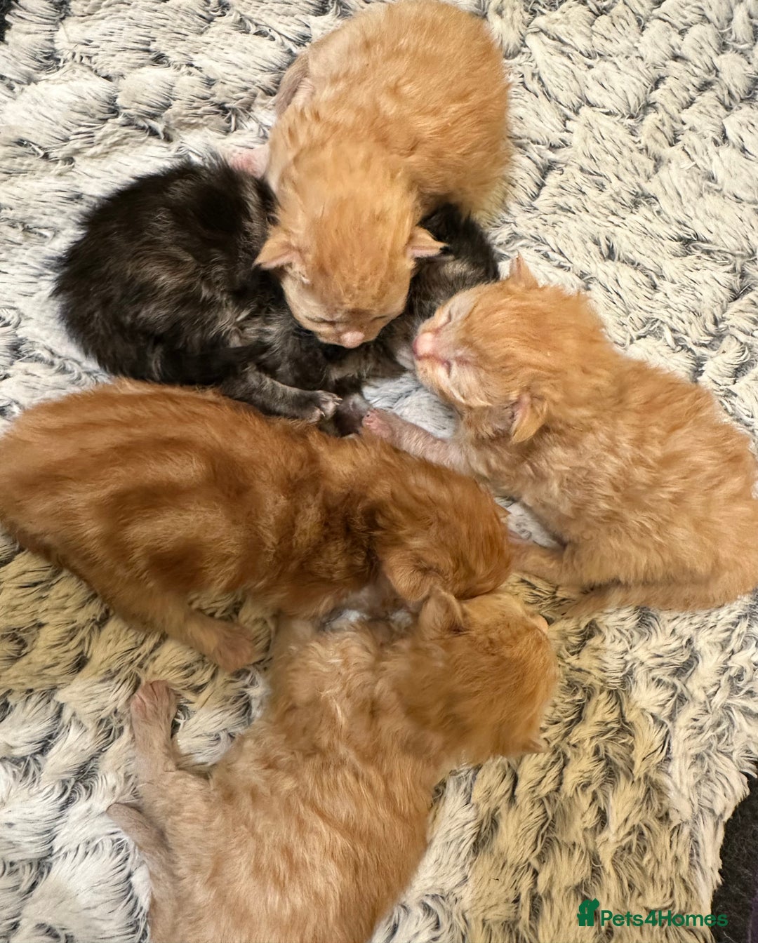 Maine Coon cats for sale: Gorgeous Maine coone kittens  - Image 9