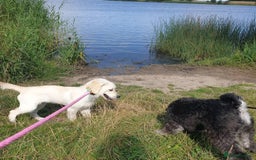 Golden Retriever dogs for sale: Retriever Puppy Looking for Her Forever Home - Image 9