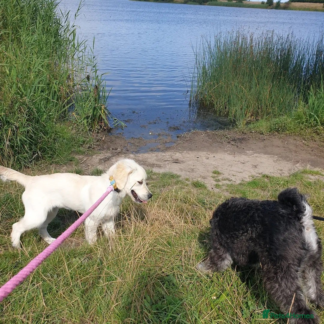 Golden Retriever dogs for sale: Retriever Puppy Looking for Her Forever Home - Image 9