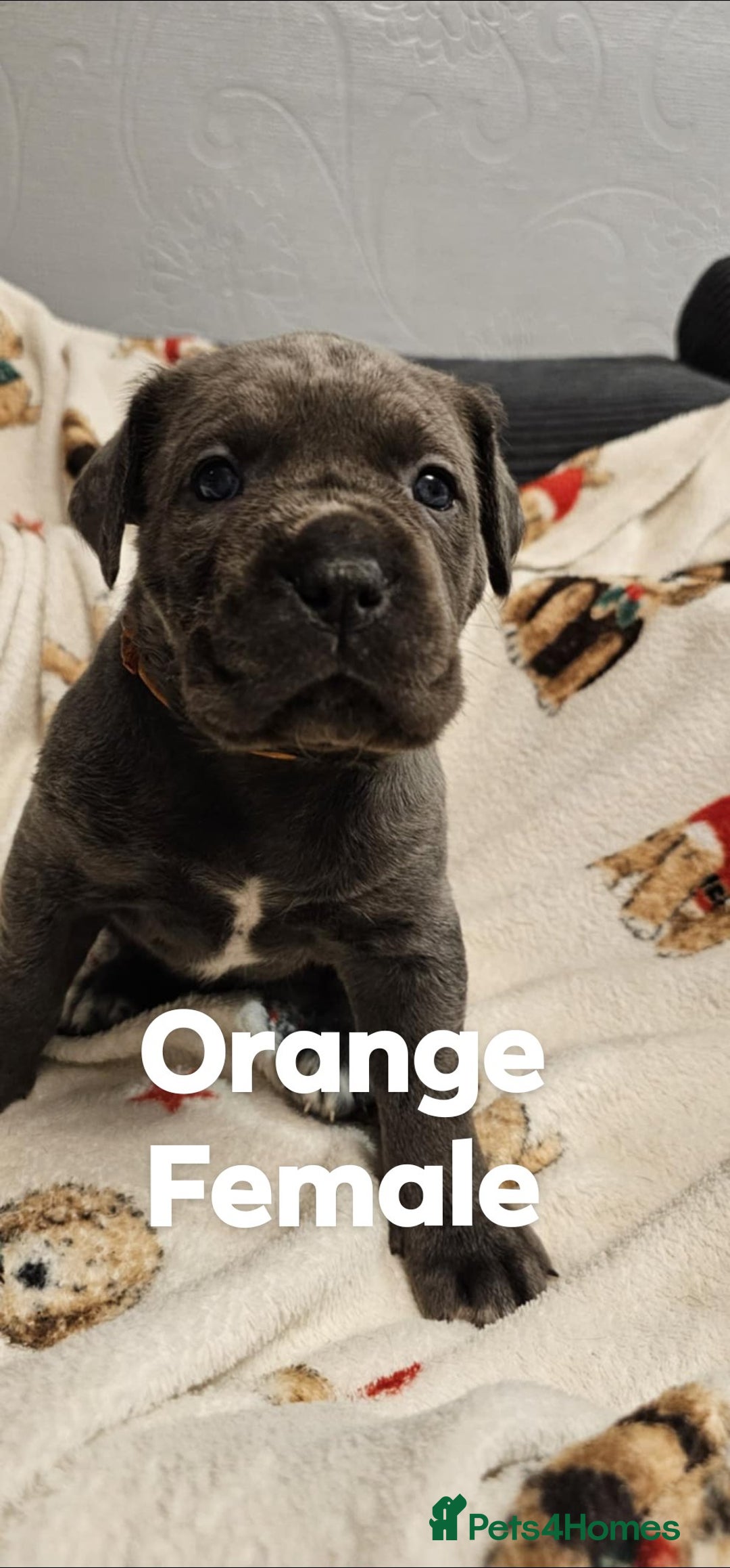 Cane Corso dogs for sale: Purebred Cane Corso Puppies – Ready to Reserve - Advert 2