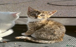 British Shorthair cats for sale: Adorable Kittens! - Image 1