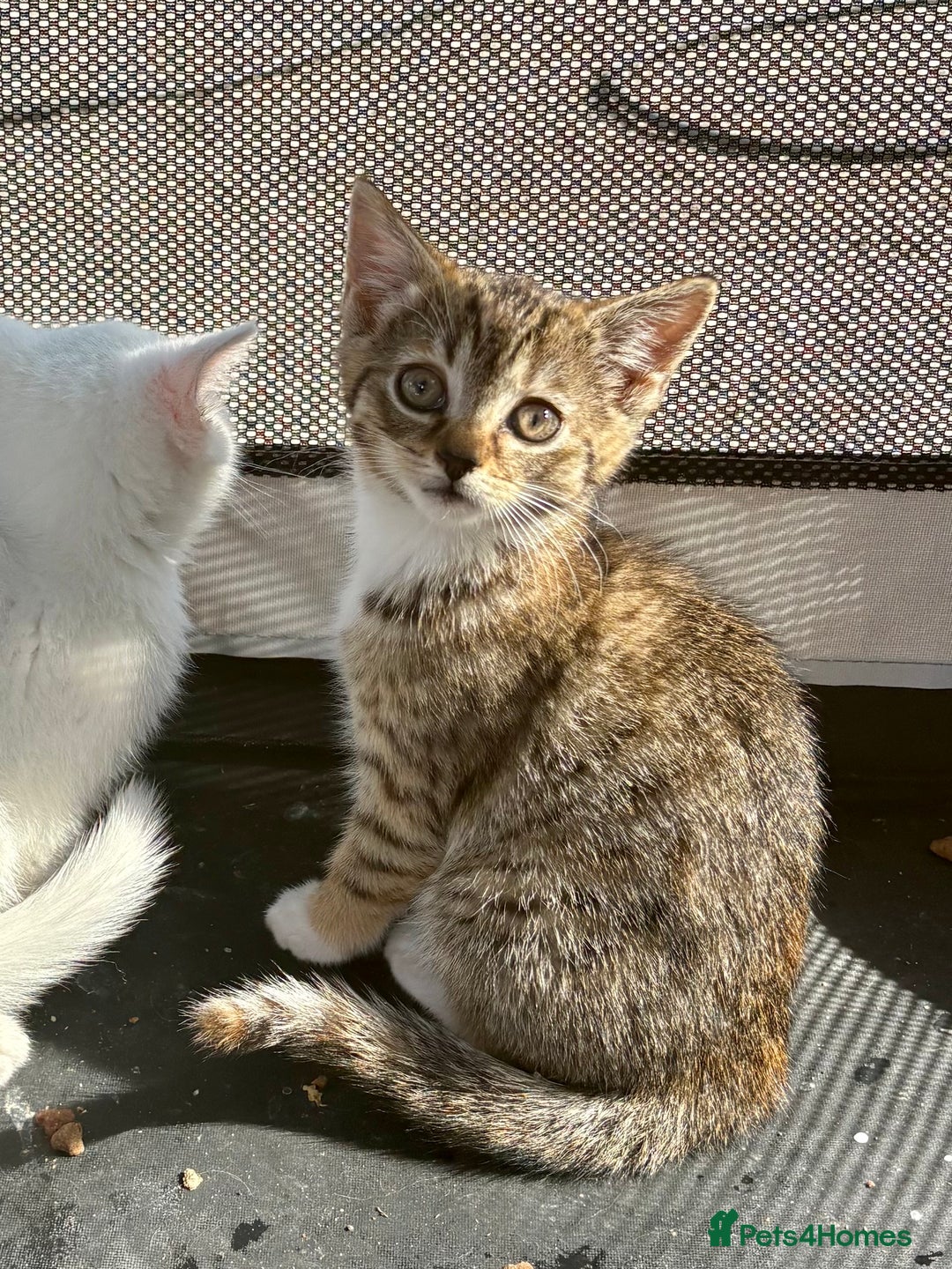 British Shorthair cats for sale: Adorable Kittens! - Image 1