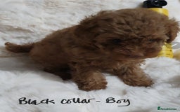 Toy Poodle dogs for sale: Pedigree Toy poodle puppies ready this weekend - Image 4