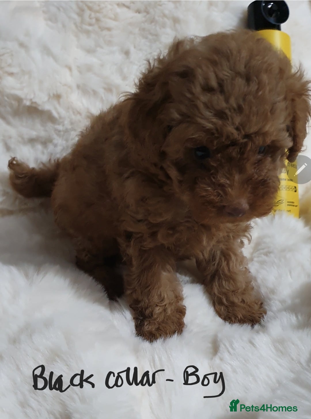 Toy Poodle dogs for sale: Pedigree Toy poodle puppies ready this weekend - Image 4