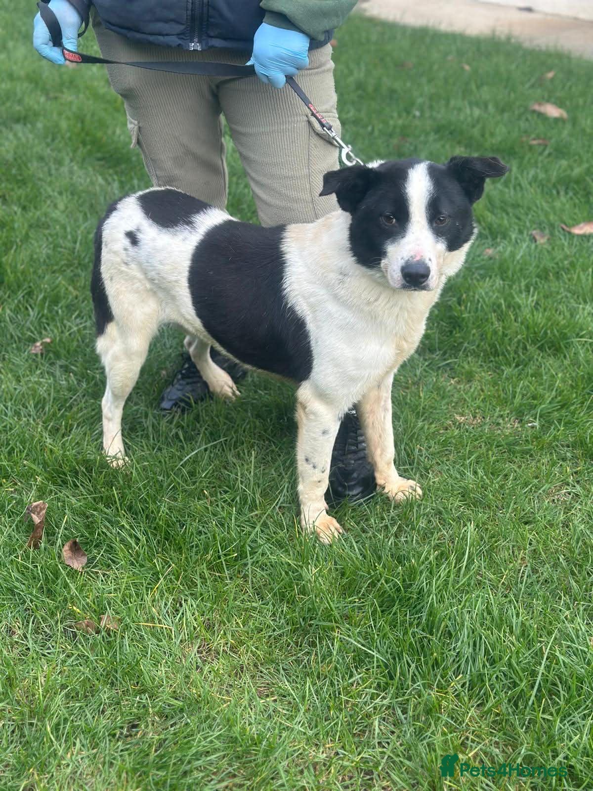 Mixed Breed dogs 🐾 Meet MARLEY 🐾 - a Lovely Boy for a Loving Home - Advert 1