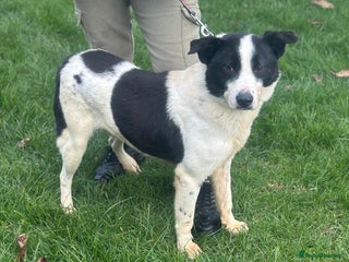 Mixed Breed dogs ๐พ Meet MARLEY ๐พ - a Lovely Boy for a Loving Home - Advert 1