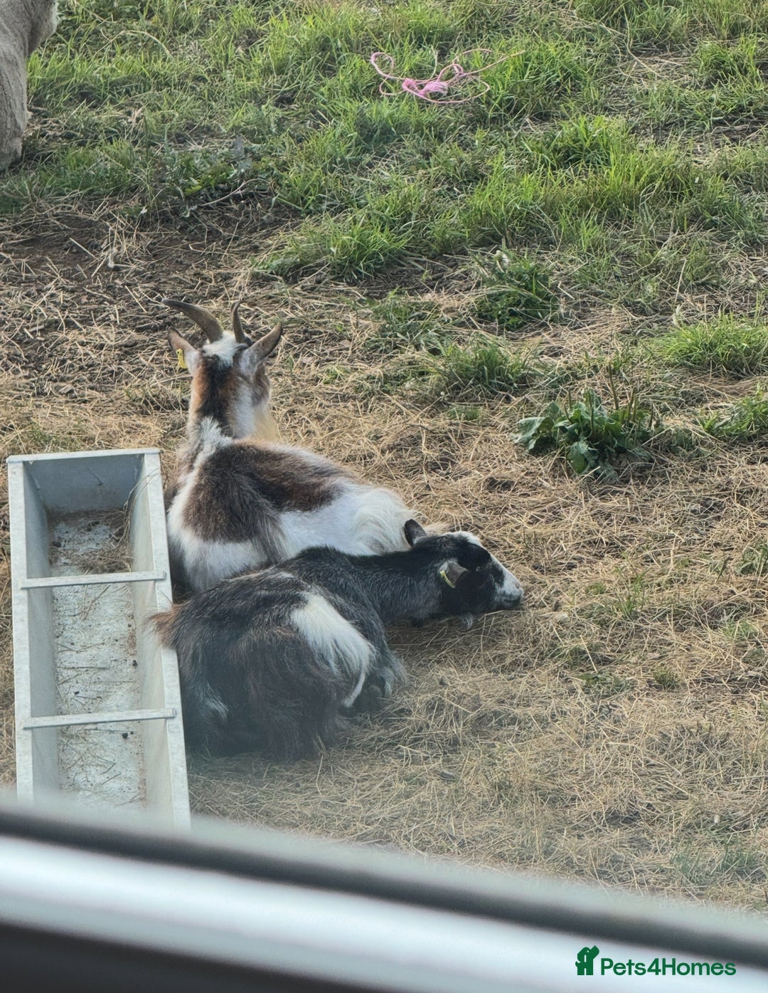 Goats livestock for sale: 2 x Female Pygmy Goats - Image 2