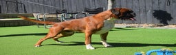 Boxer dogs for stud: Fully Health tested euro / kc reg Boxsanuk Gelso  in Newcastle upon Tyne - Advert 15