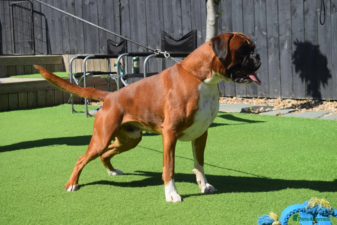 Boxer dogs for stud: Fully Health tested euro / kc reg Boxsanuk Gelso  in Newcastle upon Tyne - Advert 15