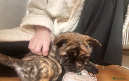 Mixed Breed dogs for sale: Beautiful French chows ready to leave!  - Image 30