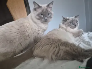 Ragdoll cats beautiful Ragdoll kittens – 2 boys and 1 girl. - Advert 2