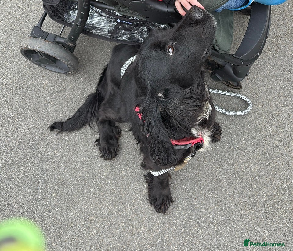 Cocker Spaniel dogs Litter of Cocker spaniel puppies ready soon - Advert 2