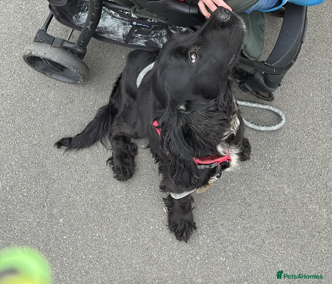 Cocker Spaniel dogs for sale: Litter of Cocker spaniel puppies ready soon - Advert 1