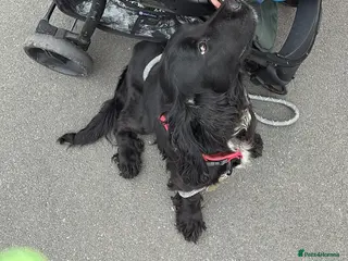 Cocker Spaniel dogs Litter of Cocker spaniel puppies ready soon - Advert 9