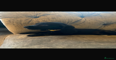 Cocker Spaniel dogs READY NOW Beautiful cocker spaniel puppies  - Advert 10