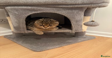 Scottish Fold cats - Advert 22