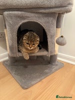 Scottish Fold cats - Advert 2