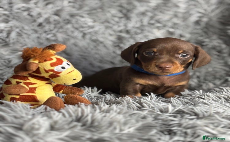 Miniature Dachshund dogs Last one available PRA Clear Miniature Dachshund  - Advert 11