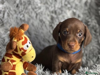Miniature Dachshund dogs Last one available PRA Clear Miniature Dachshund - Advert 1