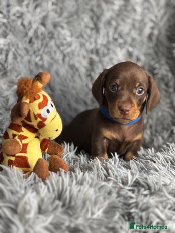 Miniature Dachshund dogs Last one available PRA Clear Miniature Dachshund - Advert 2