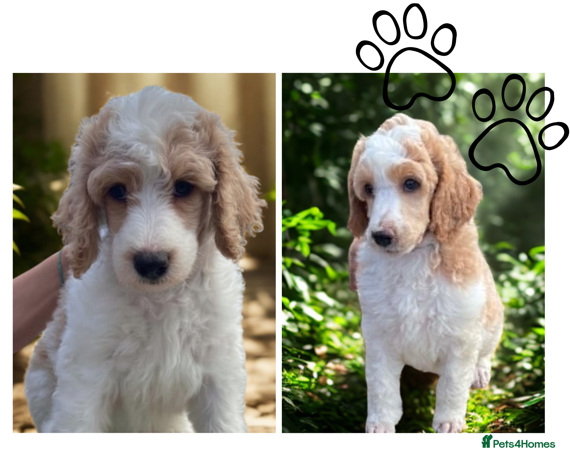 Standard Poodle dogs Elite KC Standard Parti Poodle Pups - Advert 1