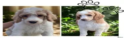 Standard Poodle dogs for sale: Elite KC Standard Parti Poodle Pups - Advert 1