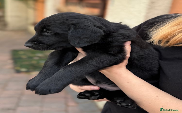 Flat coated Retriever dogs - Advert 1