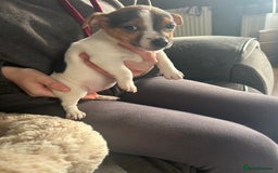 Jack Russell dogs for sale: Jack Russell pups  - Image 14