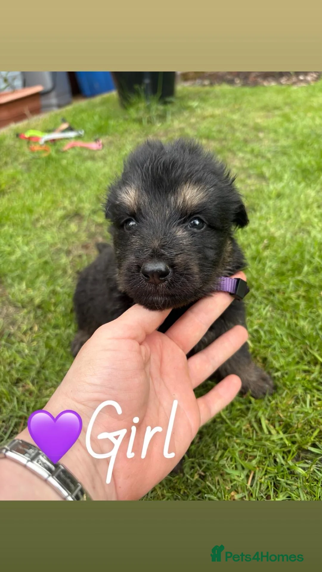 German Shepherd dogs for sale: 10 beautiful German shepherd pups. - Advert 21
