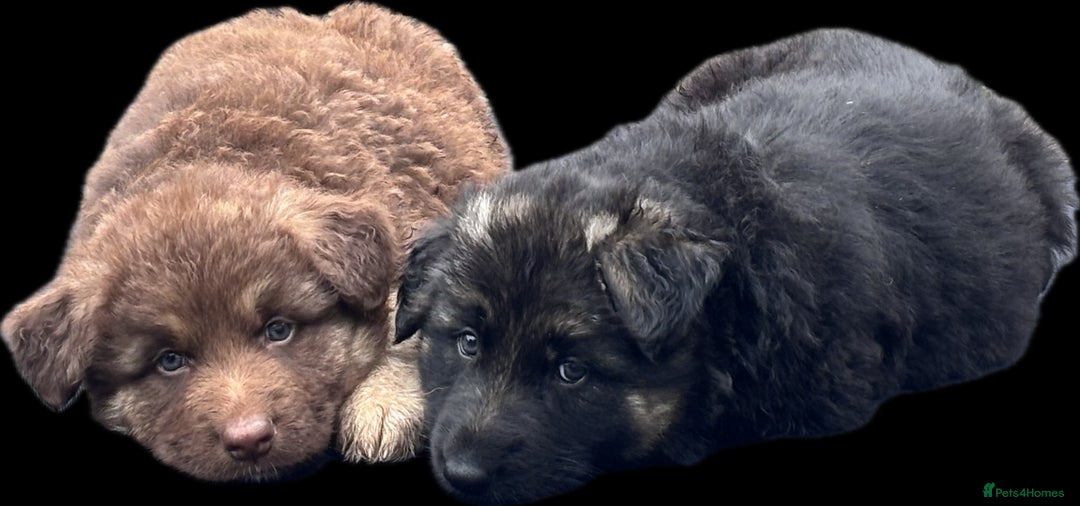 German Shepherd dogs for sale: Beautiful German Shepherd Puppies  - Image 15
