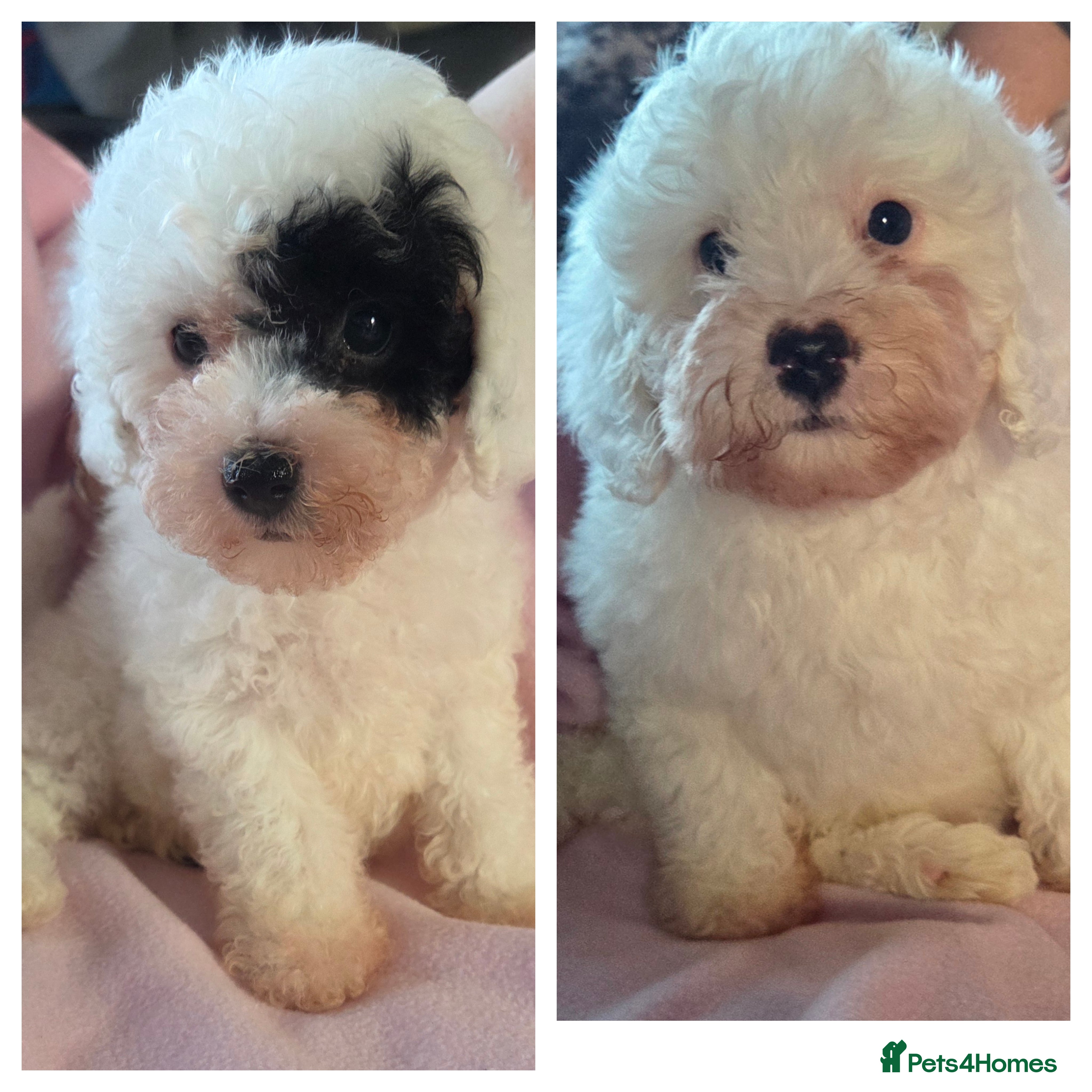 Cavapoo dogs READY NOW F1B Cavapoo Puppies  - Advert 2