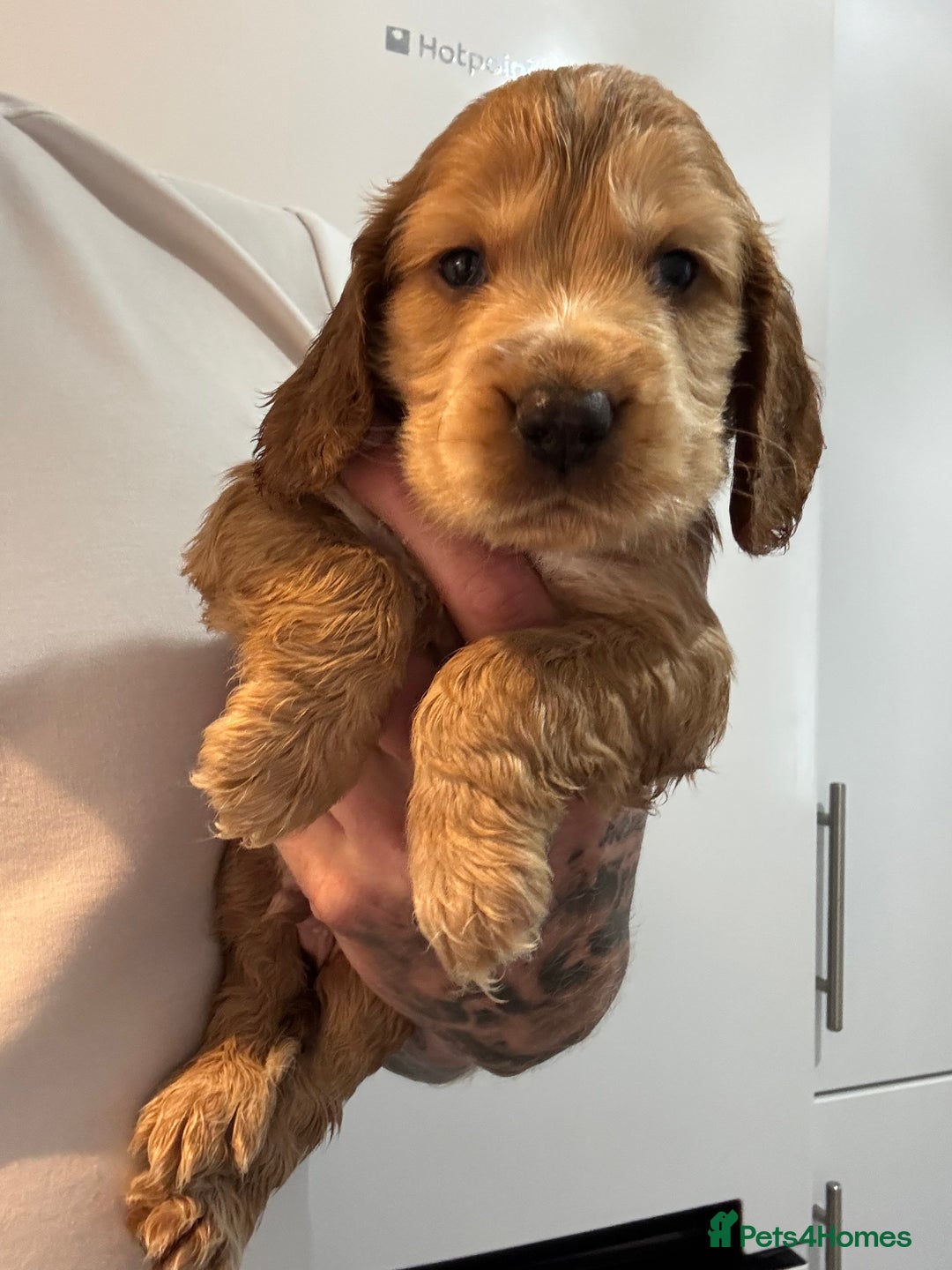 Cocker Spaniel dogs for sale: ⭐ STUNNING SHOW COCKER PUPPIES ⭐  - Image 1