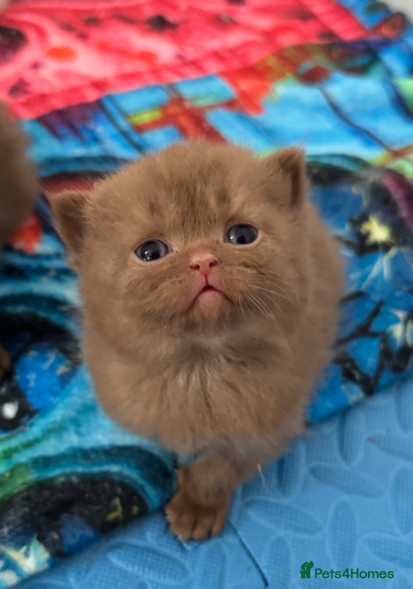 British Shorthair cats British shorthair kittens  - Advert 1