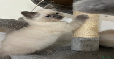Ragdoll cats - Advert 3