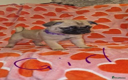 Frug dogs for sale: 6 beautiful frug puppies.  - Image 34