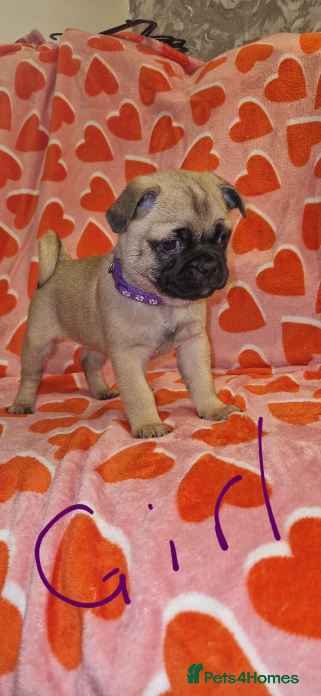 Frug dogs for sale: 6 beautiful frug puppies.  - Image 34
