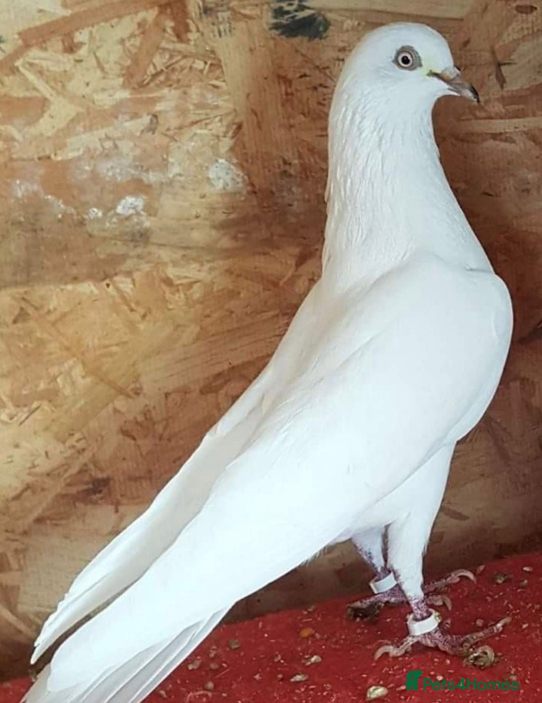 Mixed Breed birds For sale  - Advert 9