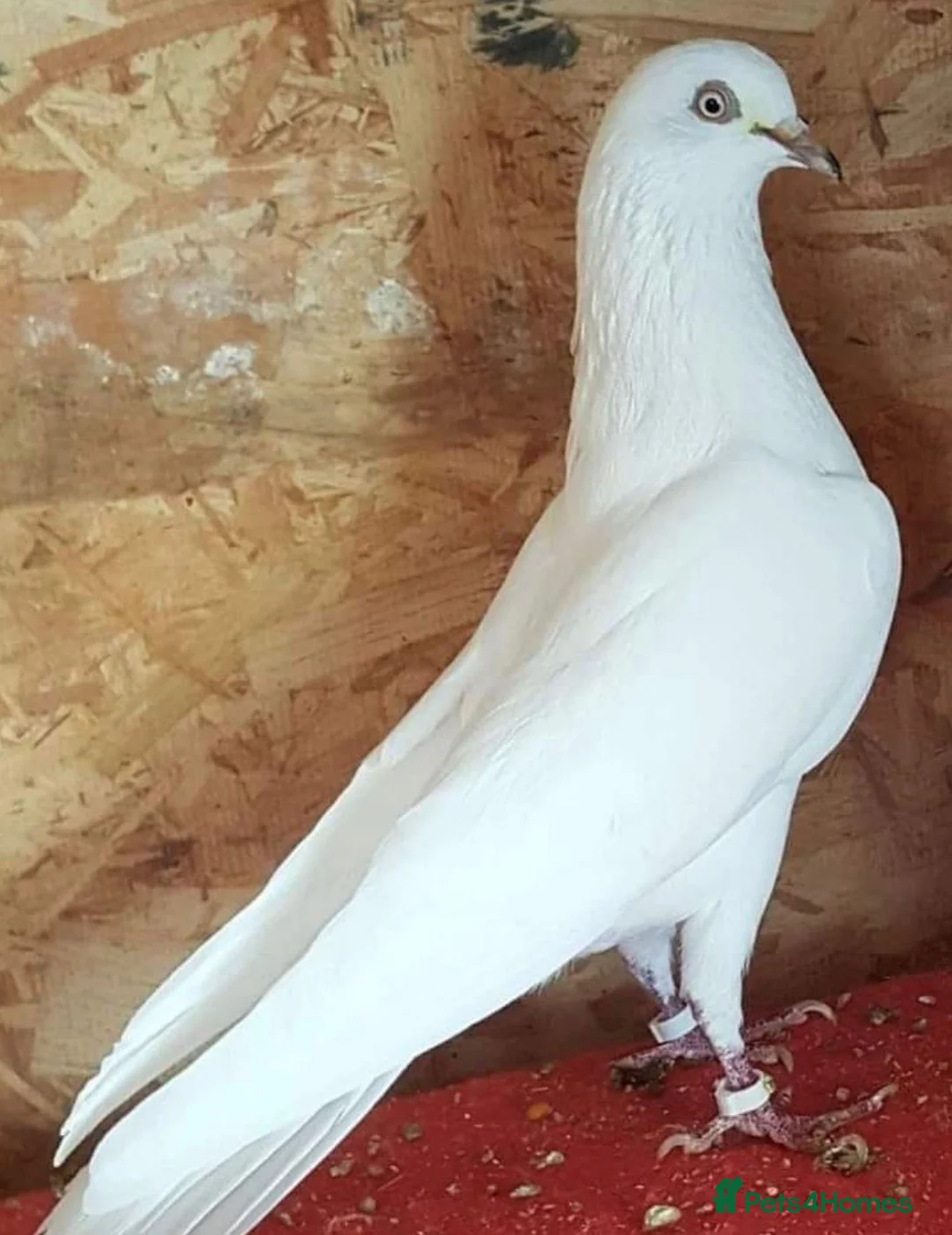 Mixed Breed birds for sale: For sale  in Greenford - Advert 1